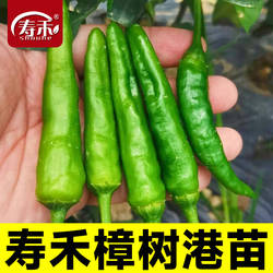 正宗寿禾樟树港辣椒种子种籽岳阳特产樟树港湖南辣椒苗孑苗秧秧苗