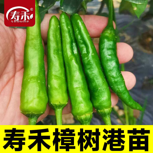 正宗寿禾樟树辣椒苗种子特产春季