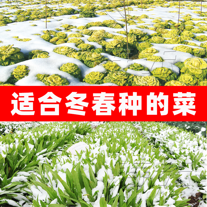 当季蔬菜种子大全青菜适合冬季种过年香菜菠菜各种孑种籽冬天菜种