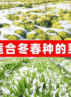蔬菜种子大全青菜适合冬季种秋冬季香菜菠菜菜籽孑种籽冬天籽种
