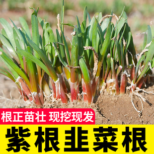宽叶红根韭菜根带土苗紫根盆栽根儿根苗菲菜韭菜秧苗 韭菜根批发