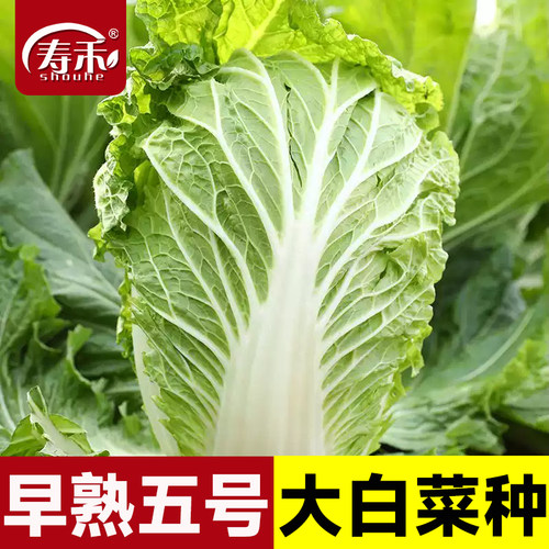 抗热早熟五号大白菜秋季