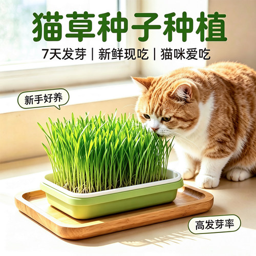 可水培可土培自己种植更放心