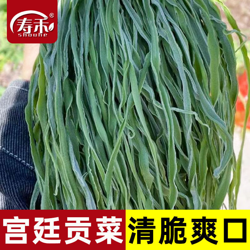宫廷贡菜种子四季种籽耐高温抗寒苔干菜响菜山蛰菜菜种蔬菜种孑籽