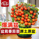 矮生盆栽小番茄苗植株种子矮生小西红柿苗秧圣女果苗蔬菜大全幼苗