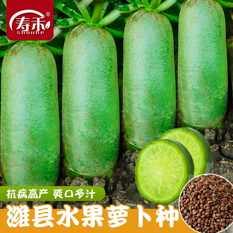 潍县潍县青萝卜蔬菜种子寿禾图片