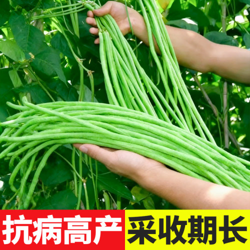 种子高产四季豆秧苗大全