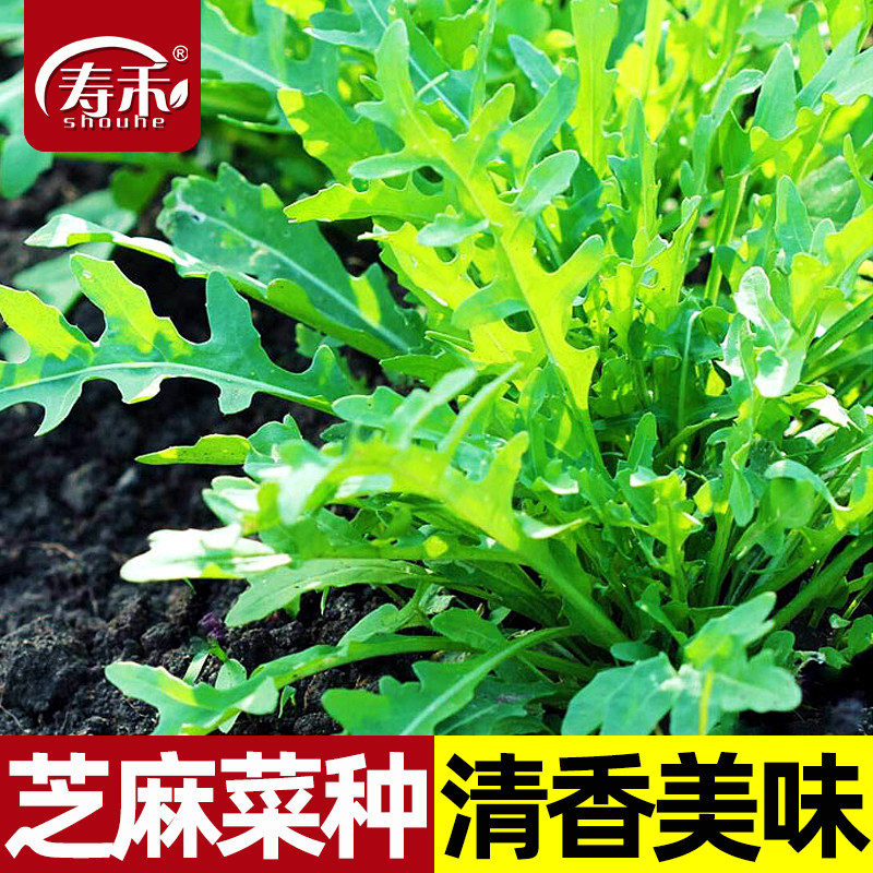 蔬菜火箭籽种盆栽芝麻菜图片