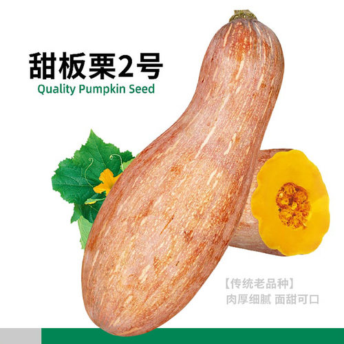 甜板栗南瓜种子四季种籽孑