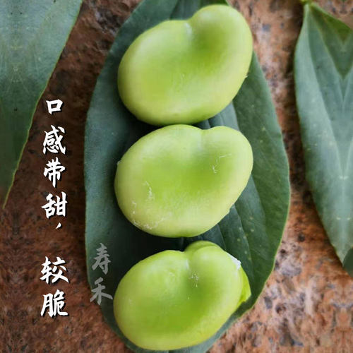 七星大蚕豆种籽种子苗高产本地蔬菜日本秋天种孑菜籽大全特大批发 - 封面