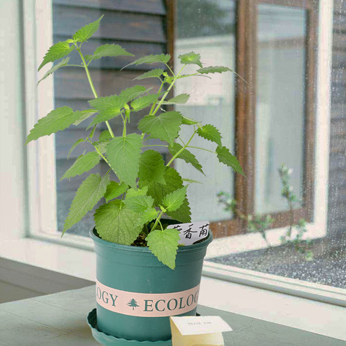 可食用的藿香1次种植多次收获