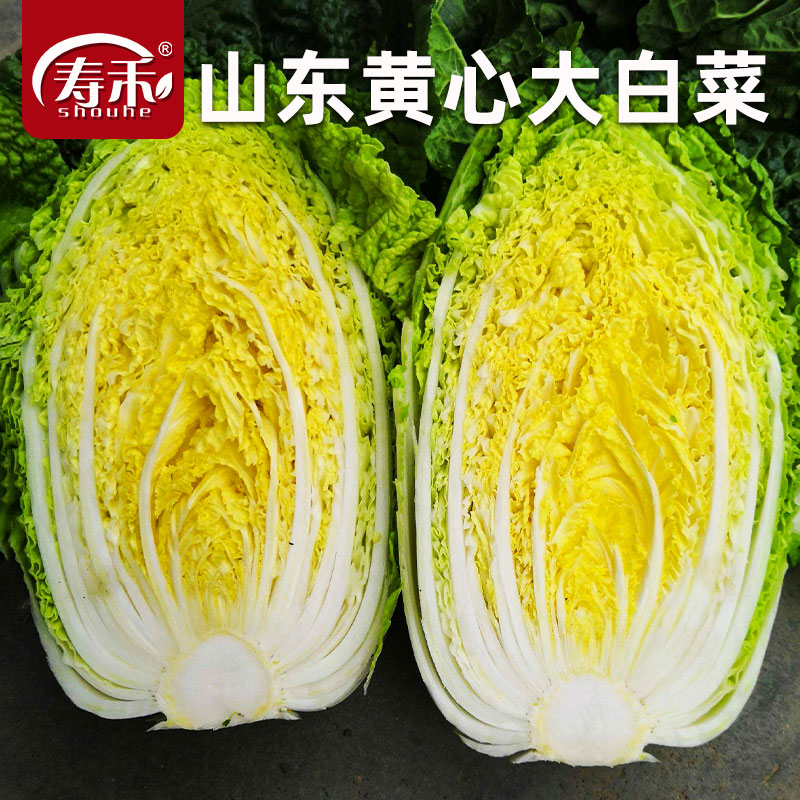 国审山东胶蔬秋季大白菜