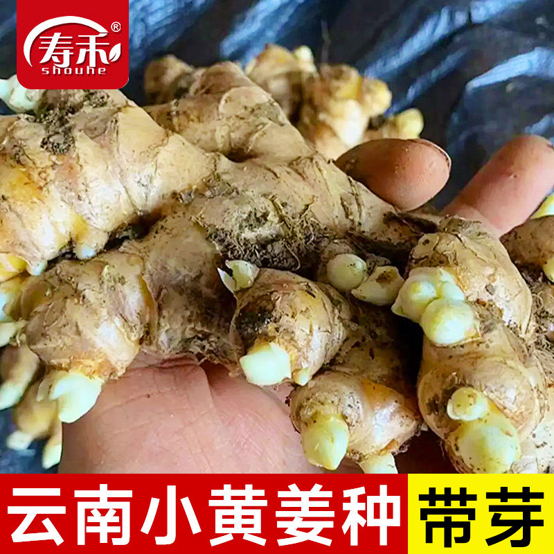 云南小黄姜种姜种带芽生姜老姜大姜洋姜大黄姜山东种籽 种植秧苗