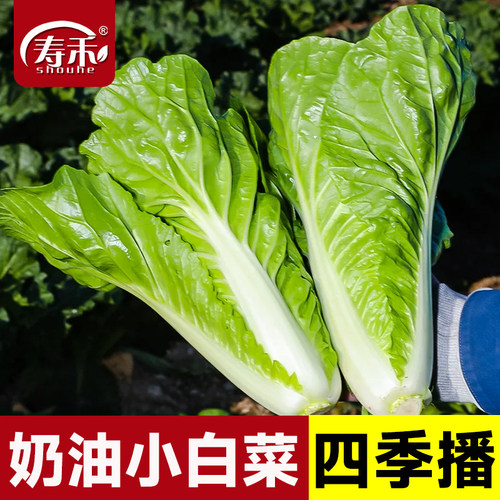 奶油小白菜种子种籽四季阳台蔬菜青菜菜种孑子籽种大全白莱快菜种