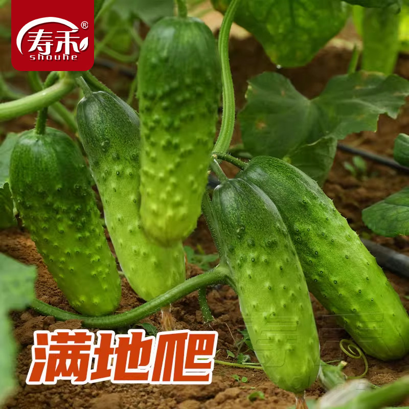 不搭架爬地小黄瓜种子种籽苗孑大全青瓜蔬菜水果菜苗秧秧苗新品种,鲜花速递/花卉仿真/绿植园艺,家庭园艺种子,淘宝优惠券,粉丝福利购,淘宝优惠卷