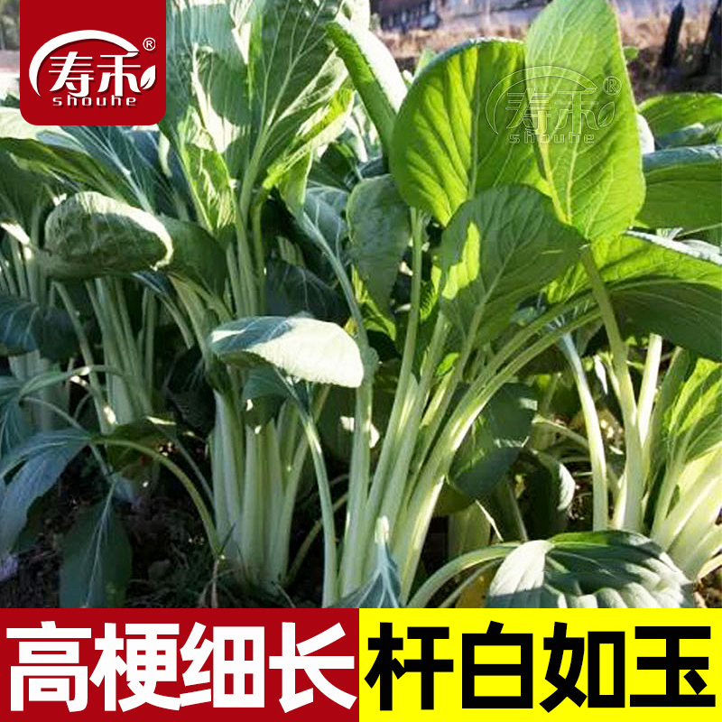 长箭籽种四季蔬菜子生长快白菜