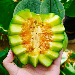 绿宝石甜瓜种子种籽苗秧孑嫁接博洋9号绿宝大全香瓜秧苗羊角蜜