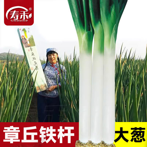 山东章丘大葱种子四季带根