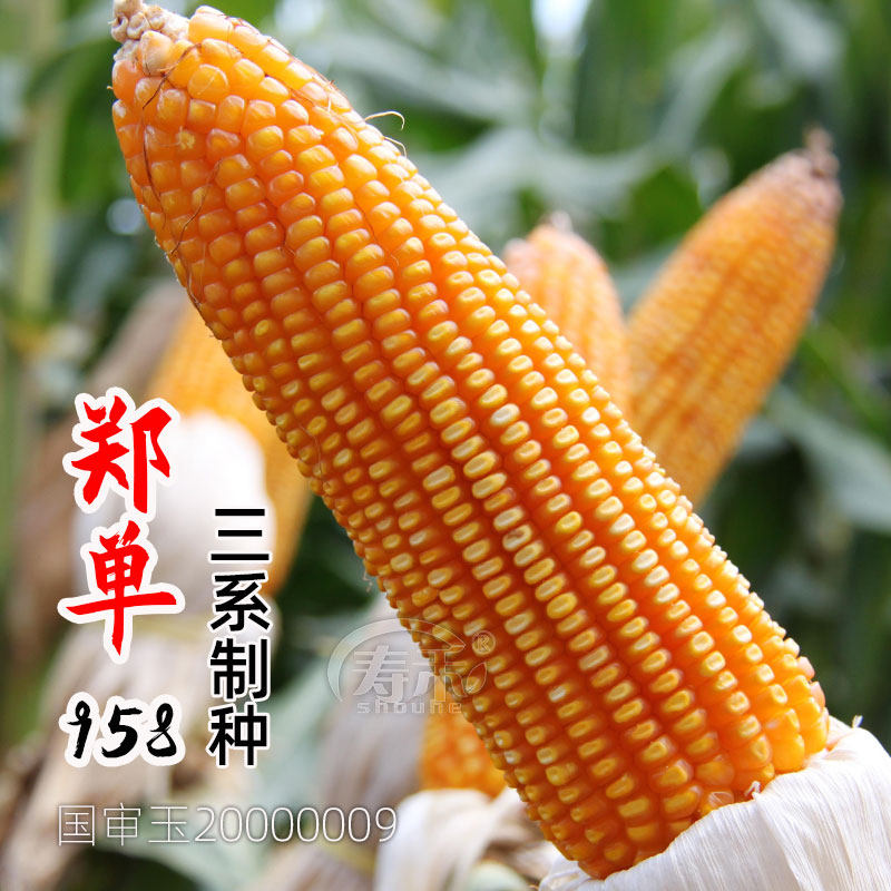 国审高产饲料玉米种子高产量郑单958早熟杂交种籽孑特大正品良种使用感如何?