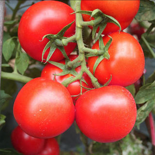 番茄种子种籽苗西红柿苗子苗秧大秧蔬菜孑水果老品种大全 子莱籽
