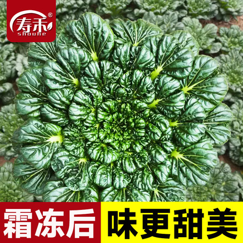 乌塌菜种子黄心秋冬季
