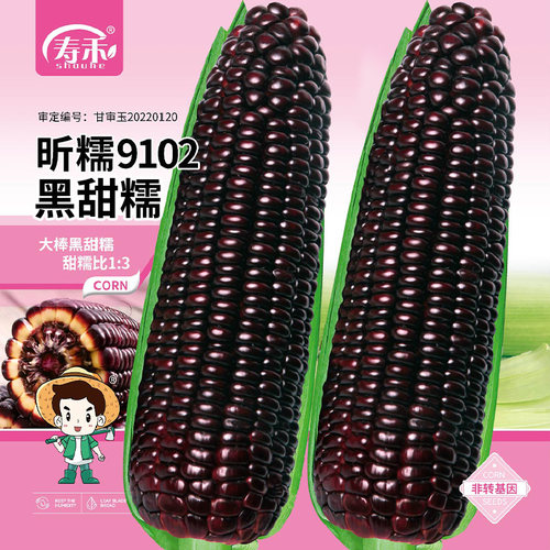 国审黑糯玉米种子斯达31软糯香甜