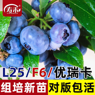 蓝莓树果苗树苗南方北方种植种子果树苗l29f6耐寒优瑞卡特大苗