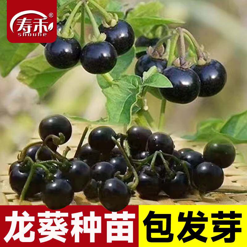 紫黑色龙葵种子农家黑悠悠黝黝水果四季果苗盆栽黄种籽孑苗龙葵果