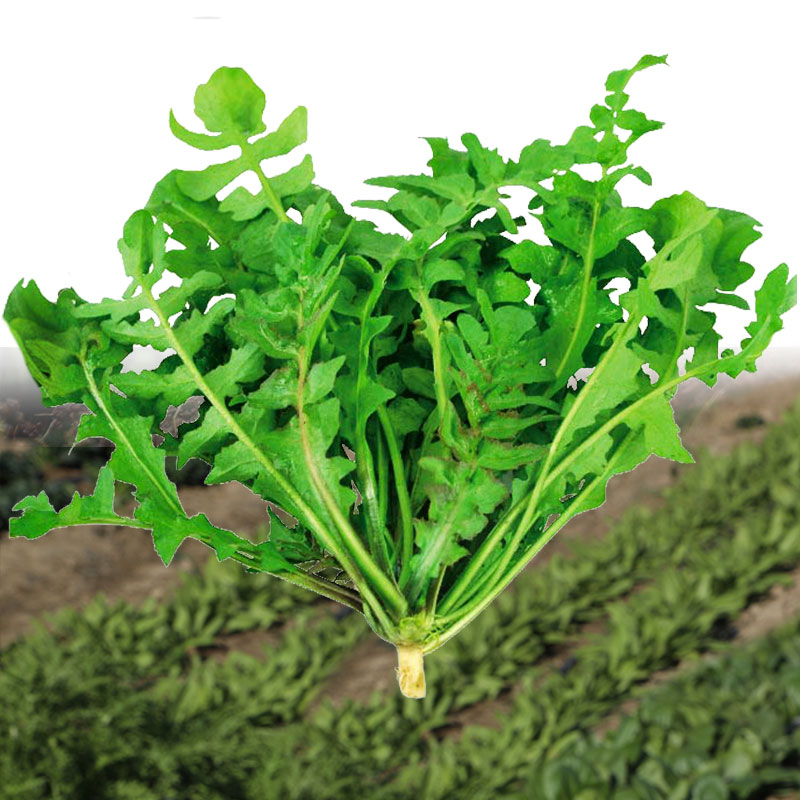 春季蔬菜种籽孑菜种荠荠菜种子大叶四季菜籽香荠菜大全芨芨菜
