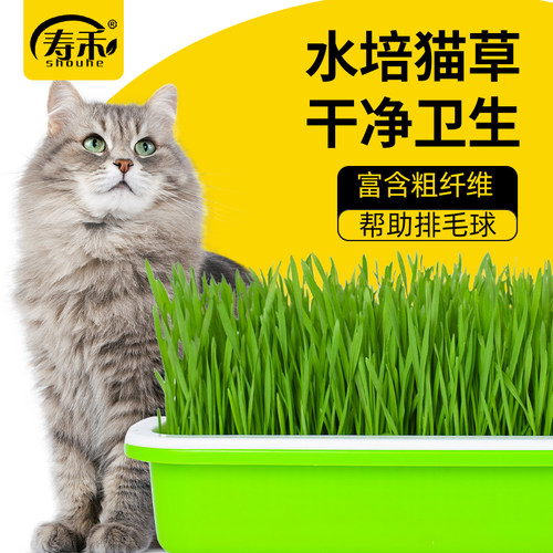 栽培薄荷小麦草种子芽苗菜