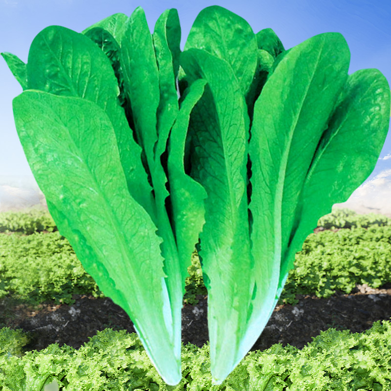 孔雀种子生菜四季沙拉阳台盆栽