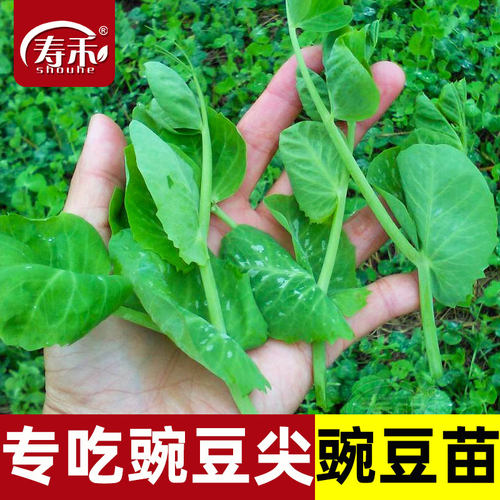 寿禾蔬菜种豌豆尖种芽苗菜四季