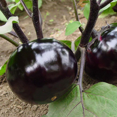 圆茄种子菜苗南方四季盆栽