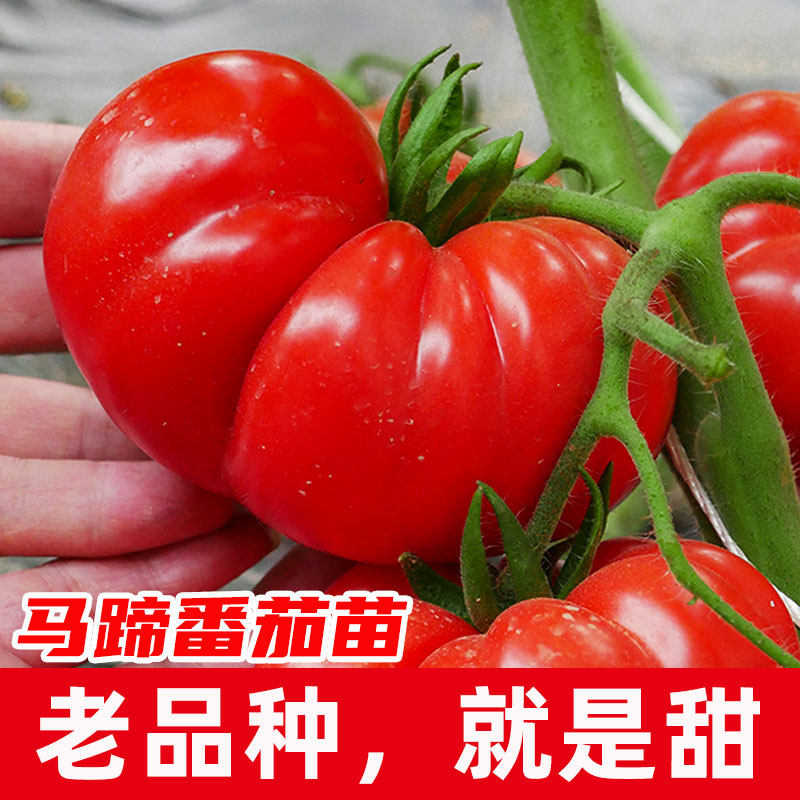马蹄大番茄种子传家宝大西红柿种籽老品种蔬菜孑苗冰淇淋是什么