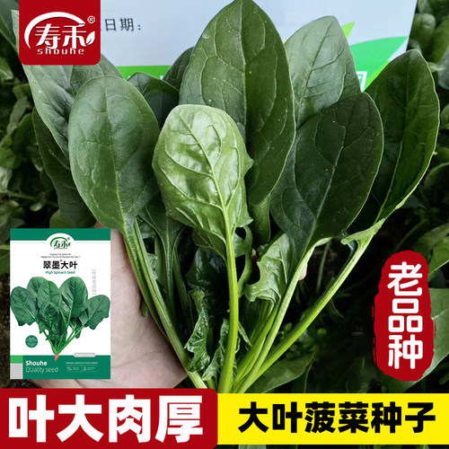 大叶菠菜种子四季高产红根