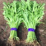 Цветочные семена семян семян семян листьев, семена артемизии, императорские овощи, осенние и зимние семена, зимние зеленые овощи, овощи, рапсовые рапсы