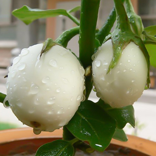 白云圆茄一种像鸡蛋的茄子