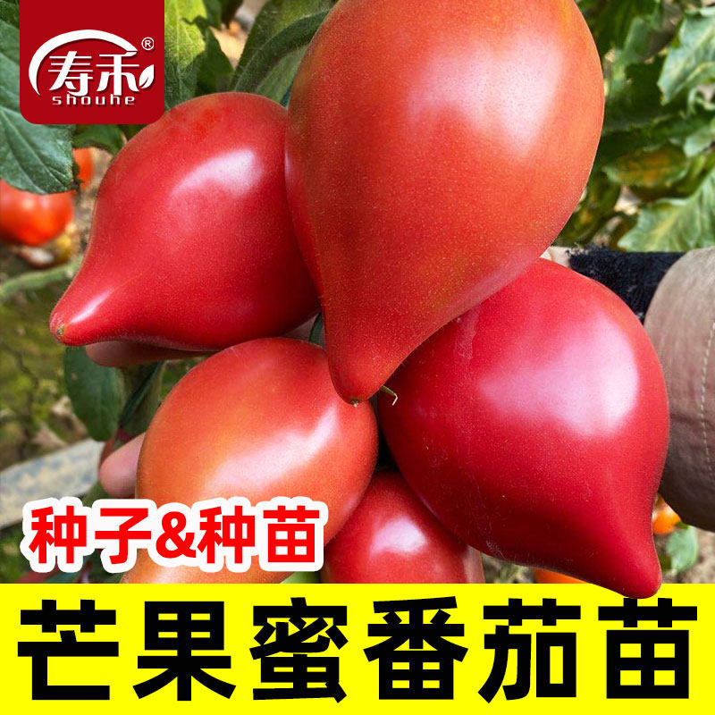 超甜芒果蜜番茄种子沙瓤水果大西红柿种籽四季盆栽蔬菜孑苗秧春季