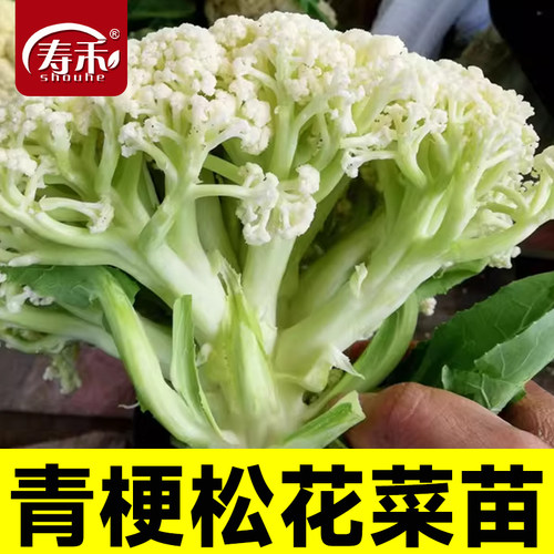 台湾青梗松花菜种子有机四季