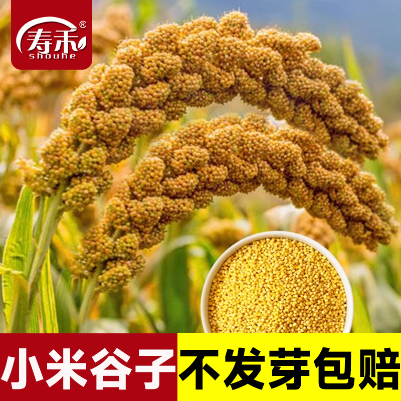 小米香糯高产种子种籽