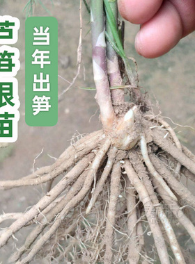 芦笋种子种籽苗带土根紫色四季种植绿根苗种根老树苗多年生批发