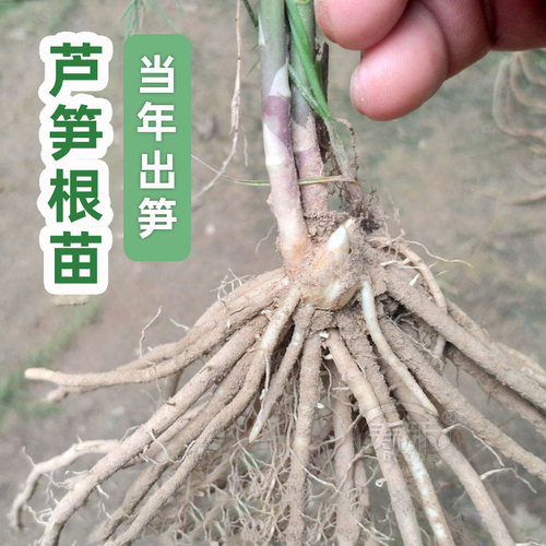 芦笋种子苗带土根紫色四季