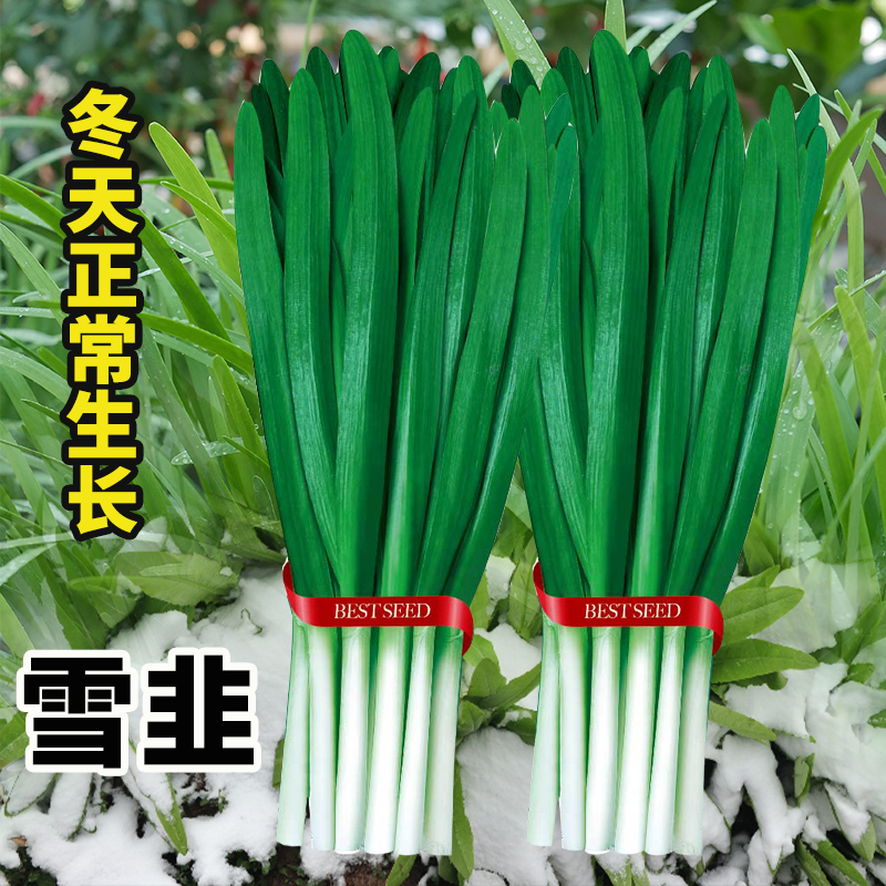 现挖韭菜根种籽四季盆栽小叶