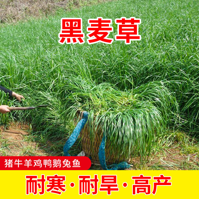 牧草种子冬牧70紫花苜蓿四季养殖多年生黑麦草籽喂猪牛羊鸡鸭鱼