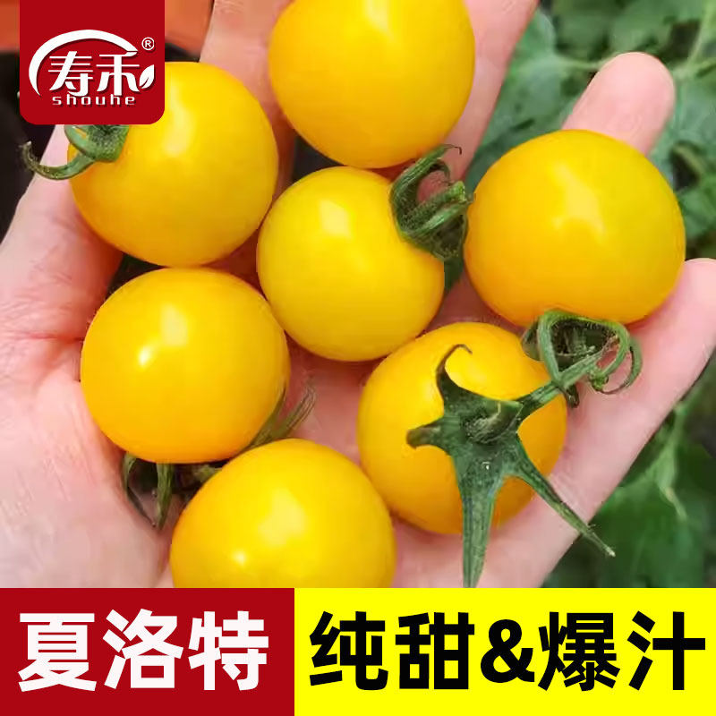 寿禾夏洛特黄色小番茄种子种籽苗秧青甜二号2千禧圣女果果苗秧苗