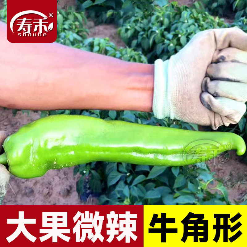 牛角椒种子苗秧辣椒种籽青椒籽种特辣四季香辣高产蔬菜幼苗孑秧苗,鲜花速递/花卉仿真/绿植园艺,家庭园艺种子,淘宝优惠券,粉丝福利购,淘宝优惠卷