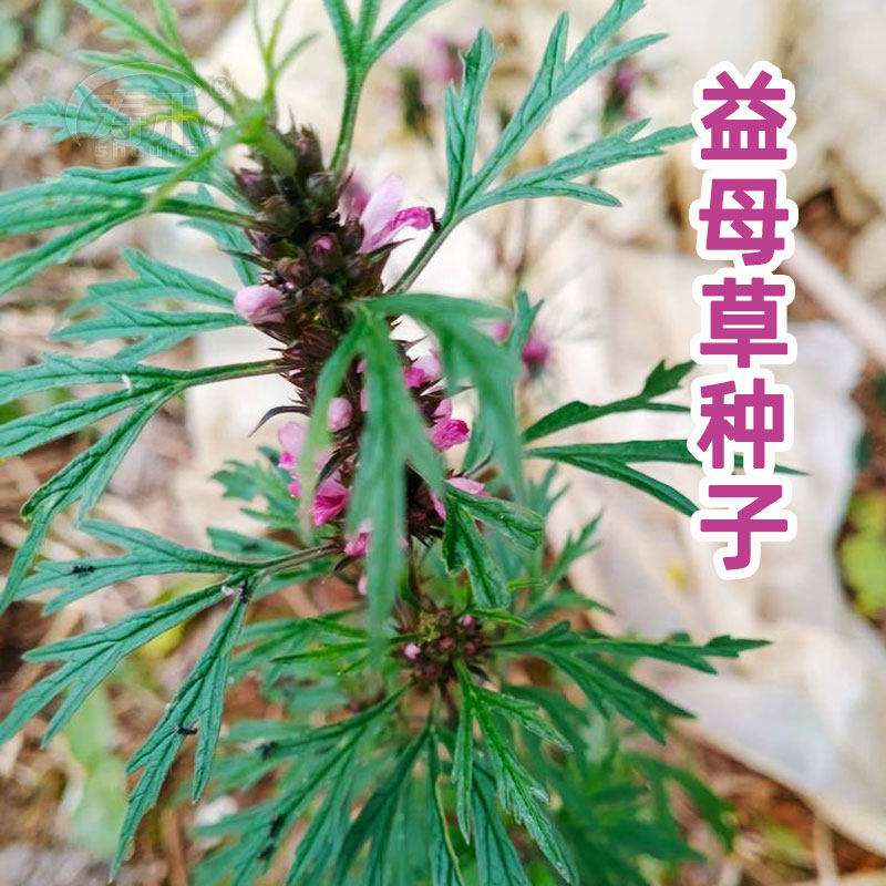 正品益母草种子苗 阳台四季盆栽种籽孑 菜食用籽种药材子
