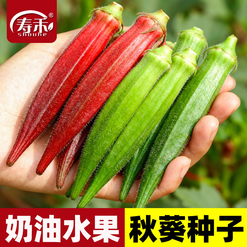 水果黄秋葵种子农家春季图片