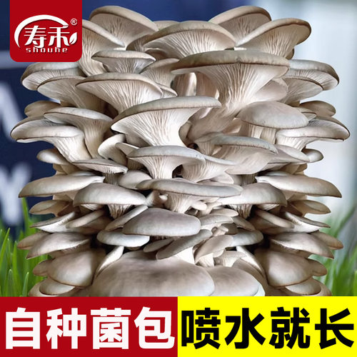 可食用蘑菇菌包喷水就长