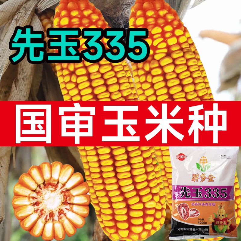 明宏先玉335高产玉米种杂交国审矮杆抗旱郑单958种子饲料苞米种籽